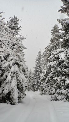 Ścieżka łącząca Bukowinę Obidowską z czarnym szlakiem