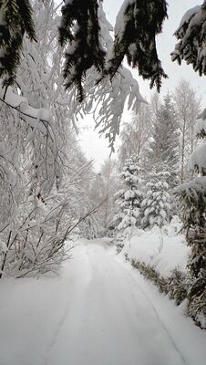Ścieżka łącząca Bukowinę Obidowską z czarnym szlakiem