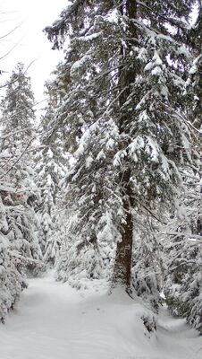 Las wzdłuż niebieskiego szlaku do Koliby na Łapsowej Polanie