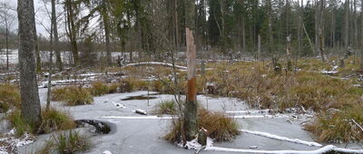 Cieliczanka ↔ Supraśl