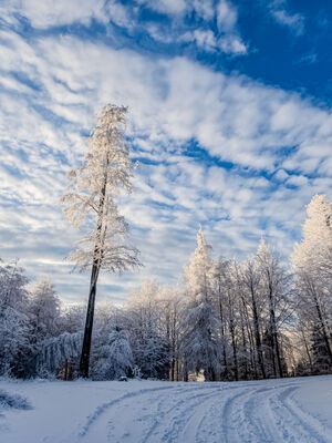 Las wzdłuż niebieskiego szlaku