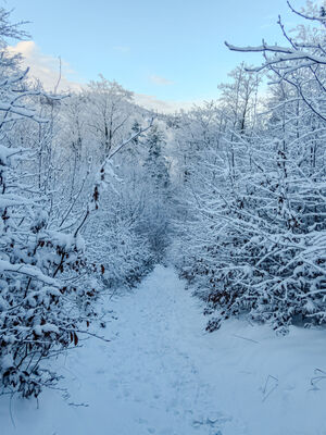 Zejście z Koziej Góry w kierunku żółtego szlaku