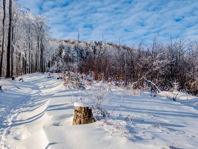 Żółty szlak na Szyndzielnię