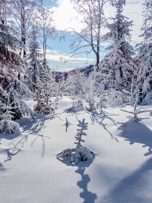 Żółto-czerwony szlak między Szyndzielnią a Klimczokiem