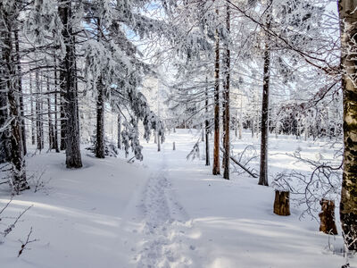 Żółty szlak pod Klimczokiem w kierunku Trzech Kopców