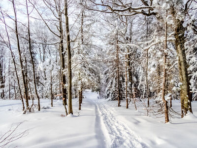 Las wzdłuż żółtego szlaku pod Klimczokiem
