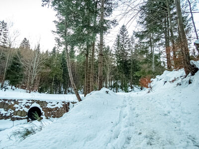Zielony szlak na wysokości ok. 750 m n.p.m.