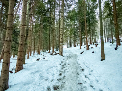 Zielony szlak na wysokości ok. 790 m n.p.m.