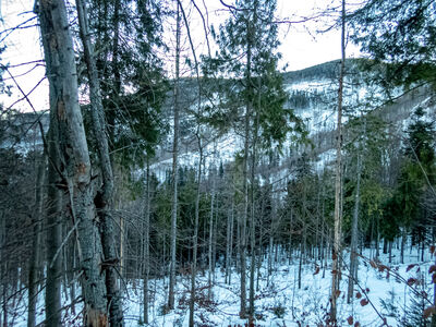 Zielony szlak na wysokości ok. 960 m n.p.m.