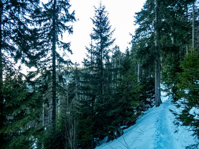 Zielony szlak na wysokości ok. 1180 m n.p.m.