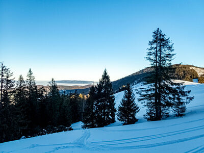 Hala Pawlusia. W tle Beskid Mały.
