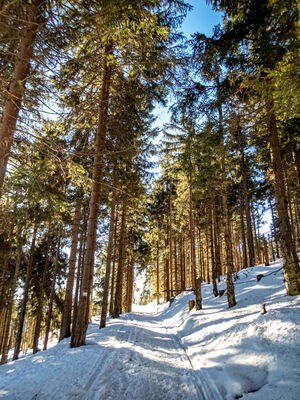 Żółty szlak pod Boraczym Wierchem