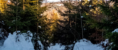 Nad Halą Cukiernica ↔ Hala Redykalna [Czarny szlak na wysokości ok. 990 m n.p.m.]