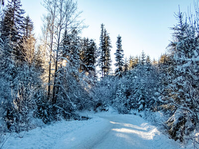 Czarny szlak wzdłuż ulicy Boraczej