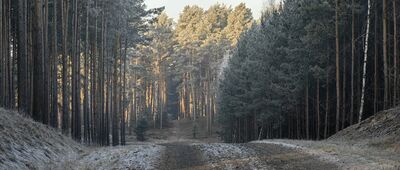 Nietków, droga na Leśniów ↔ Laski
