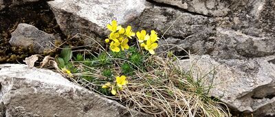 Odejście do Jaskini Raptawickiej