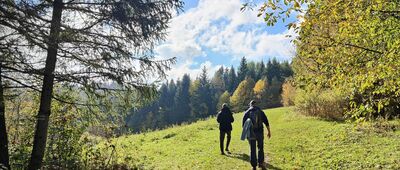 Rozejście szlaków czerwony / zielony ↔ Pod Kiczerką [Pod Kiczerką (październik 2024)]