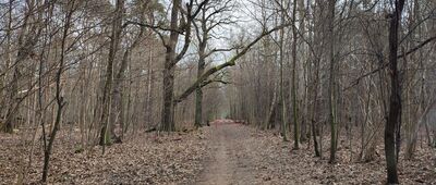 Las Kabacki, pomnik ↔ Warszawa, ul. 6 Sierpnia