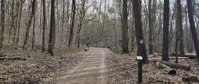 Las Kabacki, Aleja Załogi Samolotu "Kościuszko"