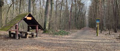 Las Kabacki, Aleja Załogi Samolotu "Kościuszko" ↔ Las Kabacki