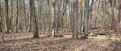 Las Kabacki ↔ Rozejście szlaków niebieski / zielony