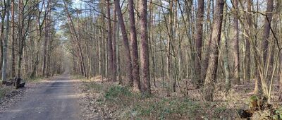 Rozejście szlaków niebieski / zielony ↔ Las Kabacki, Aleja Załogi Samolotu "Kościuszko"