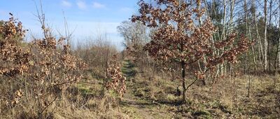 Jeziorki Polskie ↔ Warszawa, ul. Jagielska