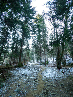 Las wzdłuż niebieskiego szlaku na Ćwilin na wysokości 800 m n.p.m.
