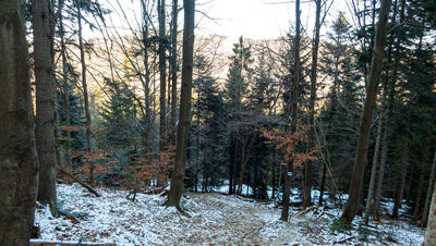 Las wzdłuż niebieskiego szlaku na Ćwilin na wysokości 830 m n.p.m.