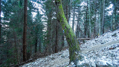 Nachylenie niebieskiego szlaku na Ćwilin na wysokości 950 m n.p.m.