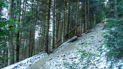 Las wzdłuż niebieskiego szlaku na Ćwilin na wysokości 950 m n.p.m.