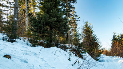 Las wzdłuż niebieskiego szlaku na Ćwilin na wysokości 1030 m n.p.m.