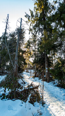 Las wzdłuż niebieskiego szlaku na Ćwilin na wysokości 1030 m n.p.m.