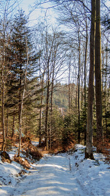 Las wzdłuż zielonego szlaku na Śnieżnicę na wysokości ok. 820 m n.p.m.