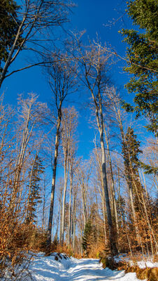 Las wzdłuż zielonego szlaku na Śnieżnicę na wysokości ok. 840 m n.p.m.