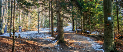 Śnieżnica, kolejka [Las wzdłuż niebiesko-zielonego szlaku na Śnieżnicę na wysokości ok. 880 m n.p.m.]