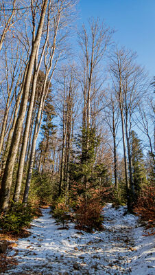 Las wzdłuż niebiesko-zielonego szlaku na Śnieżnicę na wysokości ok. 890 m n.p.m.