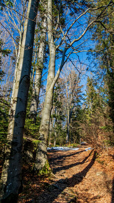 Las wzdłuż niebieskiego szlaku pod Śnieżnicą na wysokości ok. 980 m n.p.m.