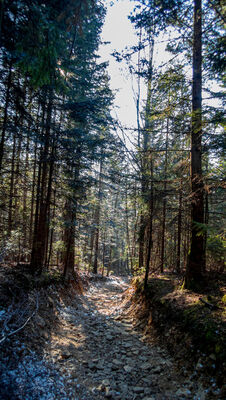 Las wzdłuż niebieskiego szlaku pod Śnieżnicą na wysokości ok. 860 m n.p.m.