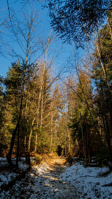 Las wzdłuż niebieskiego szlaku pod Śnieżnicą na wysokości ok. 860 m n.p.m.