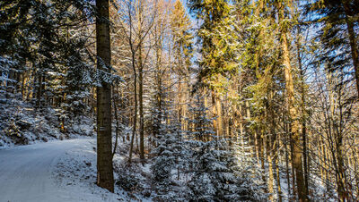 Las wzdłuż czarnego szlaku pod Sołtysią Górą