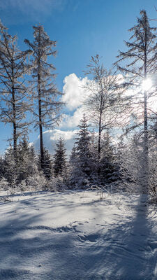 Las wzdłuż żółtego szlaku