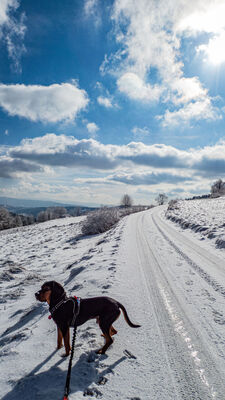 Niebiesko-żółty szlak pod Koskową Górą