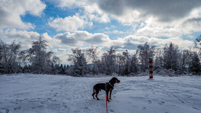 Szczyt Koskowej Góry 867 m n.p.m.