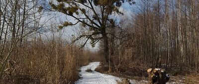 Rezerwat Bagno Serebryjskie [Zaczyna się Serebryskie Bagno]