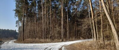 Gościeradów [Droga Św. Jakuba biegnie na wprost-bez znaków i w prawo-oznakowana.]