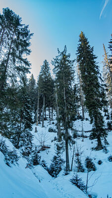 Las wzdłuż niebieskiego szlaku na Baranią Górę