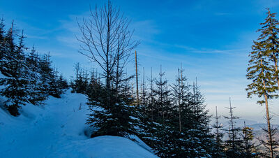 Las wzdłuż niebieskiego szlaku na Baranią Górę