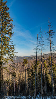 Widok na Skrzyczne z niebieskiego szlaku na Baranią Górę
