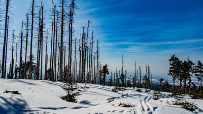 Las wzdłuż czerwono-niebiesko-zielonym szlaku w kierunku Schroniska PTTK Przysłop